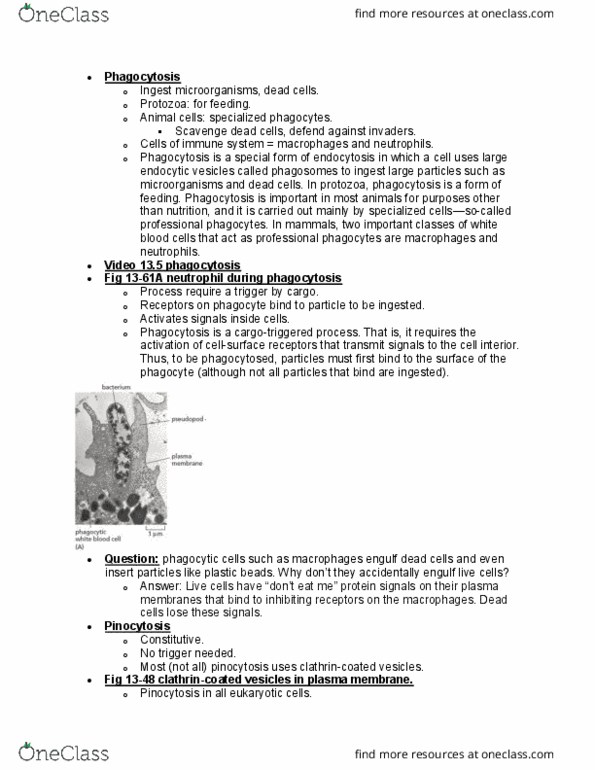 BIOL 2021 Lecture Notes - Lecture 10: Cell Membrane, Pinocytosis, Clathrin thumbnail