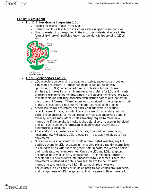 BIOL 2021 Lecture Notes - Lecture 11: Cholesteryl Ester, Ldl Receptor, Cell Surface Receptor thumbnail