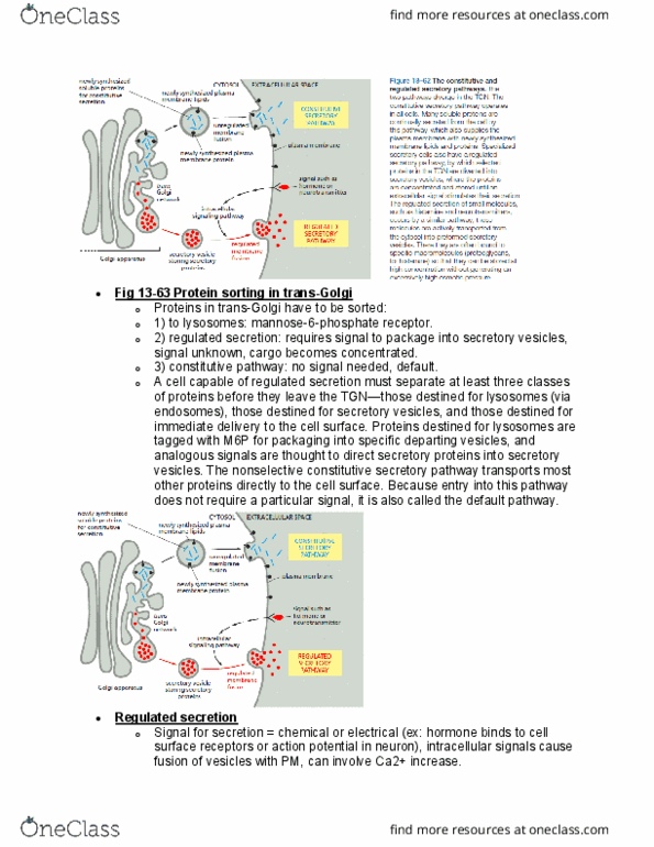 BIOL 2021 Lecture Notes - Lecture 11: Secretion, Synaptic Vesicle, Porosome thumbnail