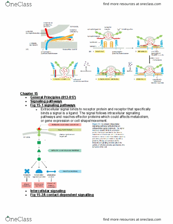BIOL 2021 Lecture Notes - Lecture 11: Autocrine Signalling, Extracellular Fluid, Paracrine Signalling thumbnail