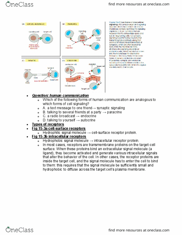 BIOL 2021 Lecture Notes - Lecture 11: Cell Membrane, Autocrine Signalling, Paracrine Signalling thumbnail