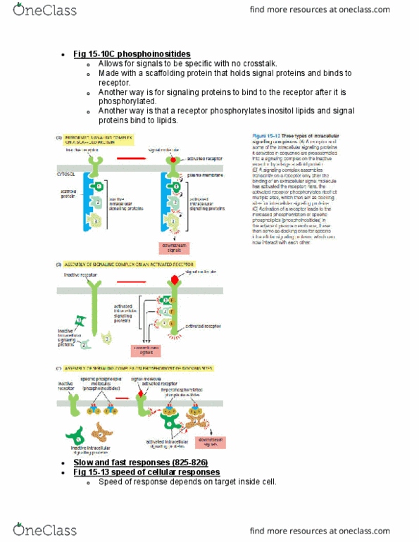BIOL 2021 Lecture Notes - Lecture 11: Membrane Potential, Inositol thumbnail