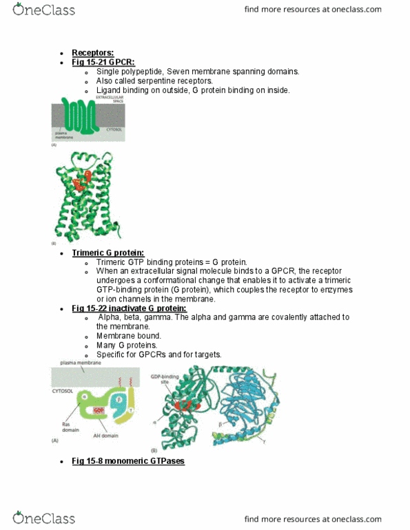 BIOL 2021 Lecture Notes - Lecture 12: Gtpase, Conformational Change, Peptide thumbnail