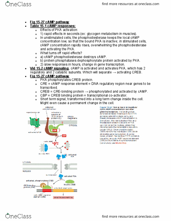 BIOL 2021 Lecture Notes - Lecture 12: Creb-Binding Protein, Adenylyl Cyclase, Phosphodiesterase thumbnail