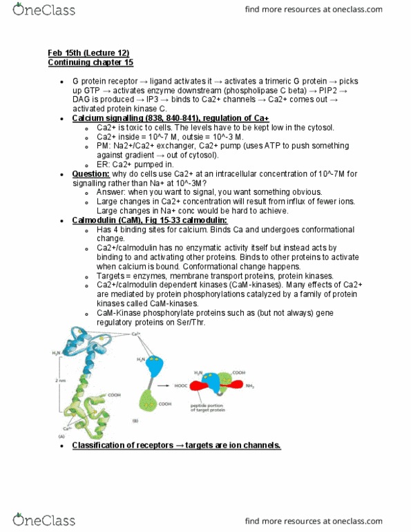 BIOL 2021 Lecture Notes - Lecture 13: Membrane Transport Protein, Calmodulin, Conformational Change thumbnail