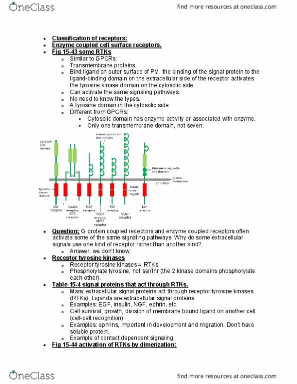 BIOL 2021 Lecture Notes - Lecture 13: G Protein–Coupled Receptor, Conformational Change, Enzyme thumbnail