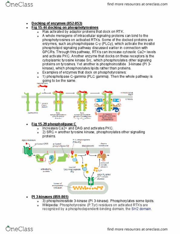 BIOL 2021 Lecture Notes - Lecture 13: Lipid Signaling, Sh2 Domain, Phosphatidylinositol thumbnail