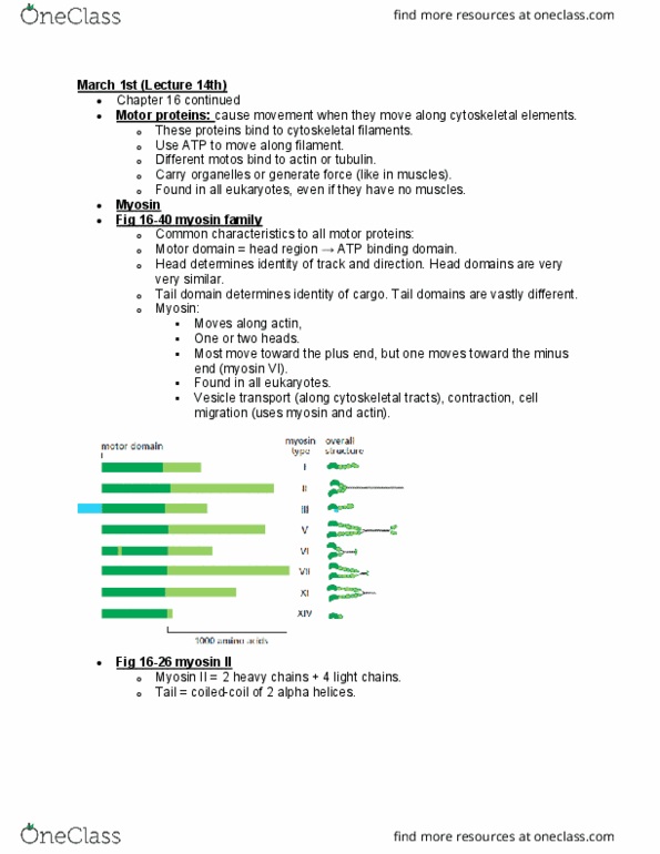 BIOL 2021 Lecture Notes - Lecture 15: Alpha Helix, Cytoskeleton, Myosin thumbnail