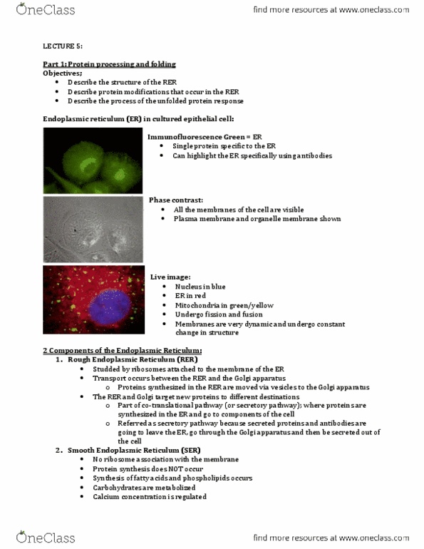 BIOLOGY 2B03 Lecture Notes - Lecture 5: Unfolded Protein Response, Golgi Apparatus, Glycosyl thumbnail