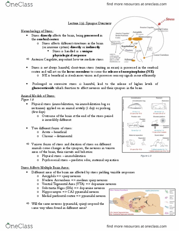 CSB332H1 Lecture Notes - Lecture 1: Prefrontal Cortex, Locus Coeruleus, Pyramidal Cell thumbnail