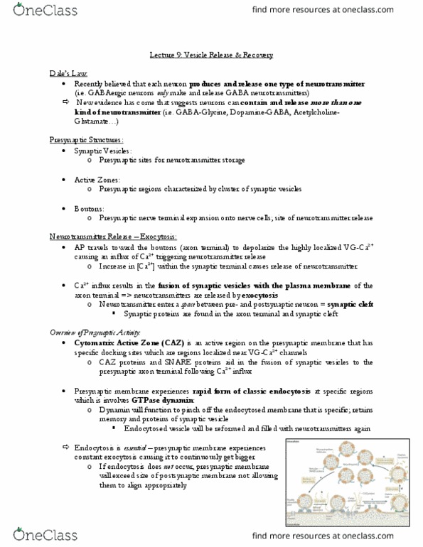 CSB332H1 Lecture Notes - Lecture 9: Axon Terminal, Dynamin, Cell Membrane thumbnail