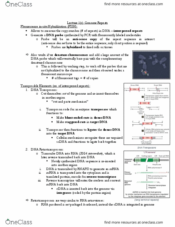 CSB349H1 Lecture Notes - Lecture 1: Reverse Transcriptase, Orf 2, Hybridization Probe thumbnail