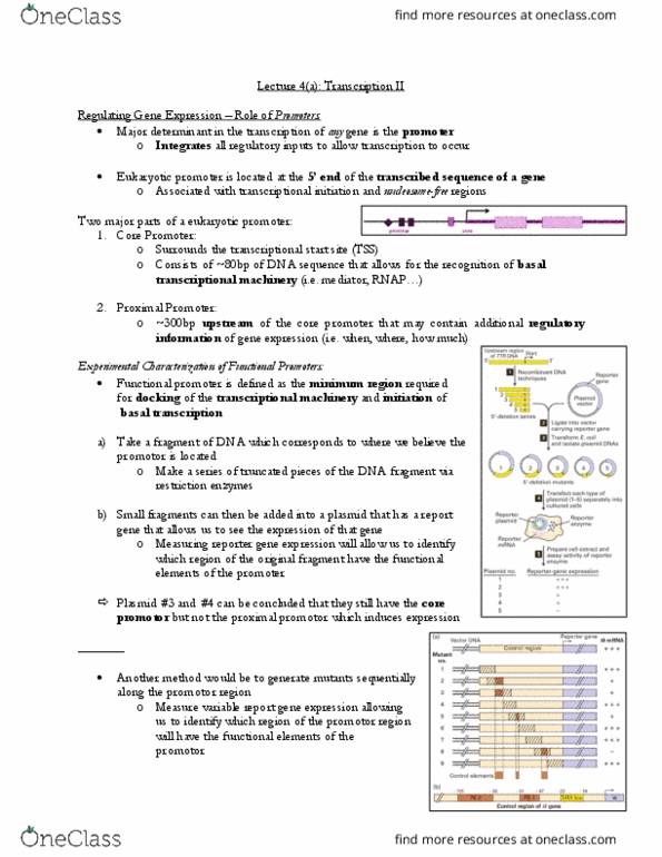 CSB349H1 Lecture Notes - Lecture 4: Deoxyribonuclease I, Plasmid, Chromatin thumbnail