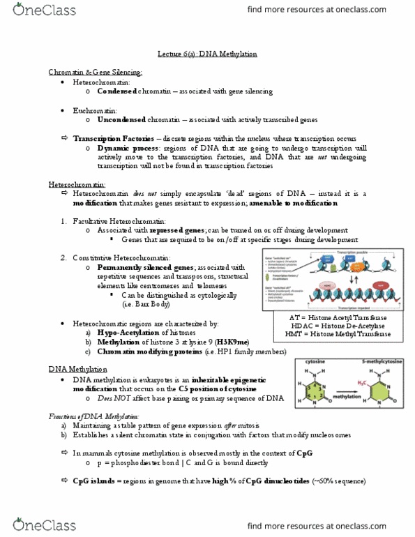 CSB349H1 Lecture Notes - Lecture 6: Cpg Site, Gene Silencing, Dnmt3B thumbnail