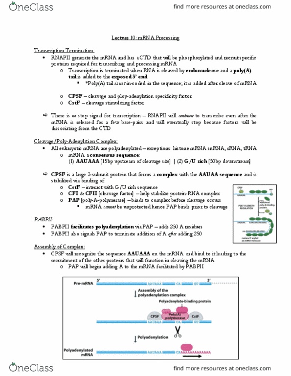 CSB349H1 Lecture Notes - Lecture 10: Cleavage And Polyadenylation Specificity Factor, Flight Instructor, Consensus Sequence thumbnail
