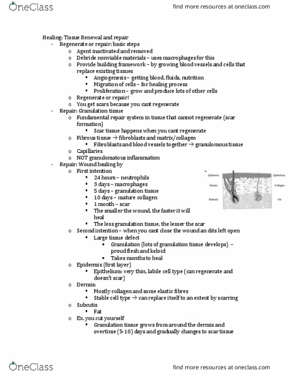 PATH 3610 Lecture Notes - Lecture 8: Wound Healing, Granulation Tissue, Granuloma thumbnail