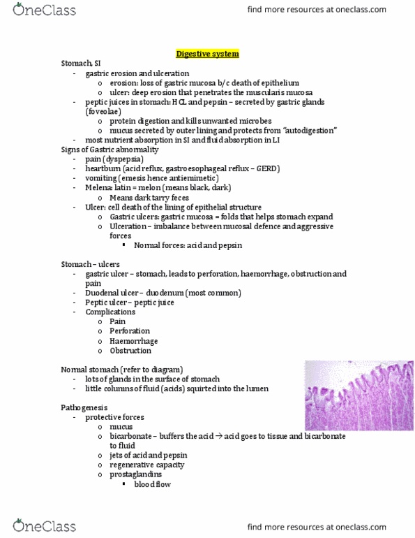 PATH 3610 Lecture Notes - Lecture 17: Gastric Mucosa, Muscularis Mucosae, Gastric Glands thumbnail