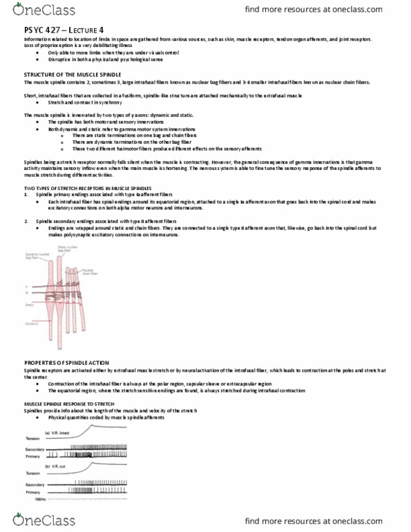 PSYC 427 Lecture Notes - Lecture 4: Nuclear Bag Fiber, Intrafusal Muscle Fiber, Alpha Motor Neuron thumbnail