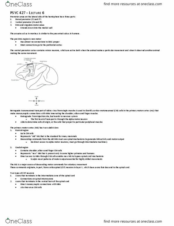 PSYC 427 Lecture Notes - Lecture 6: Alpha Motor Neuron, Premotor Cortex, Anterior Grey Column thumbnail