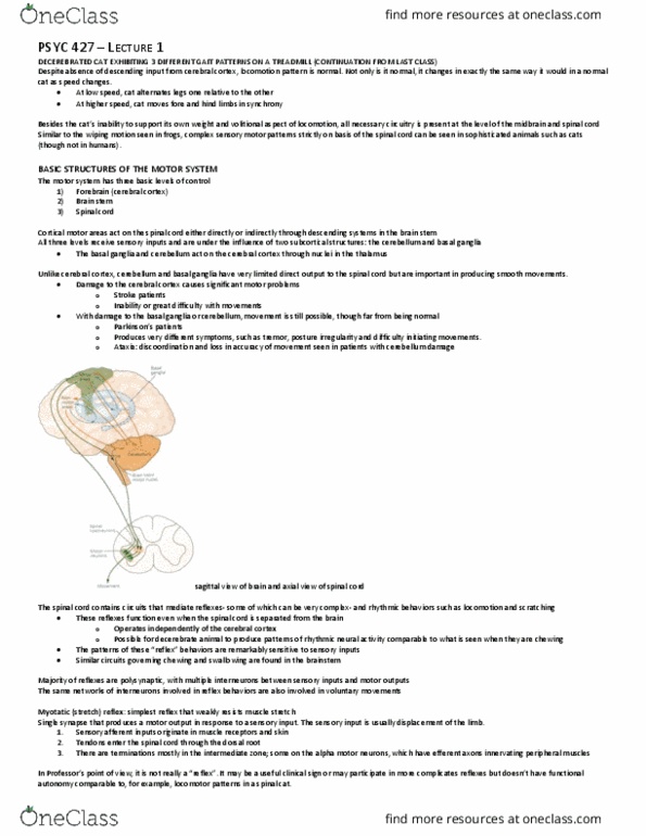 PSYC 427 Lecture Notes - Lecture 1: Alpha Motor Neuron, Stretch Reflex, Basal Ganglia thumbnail