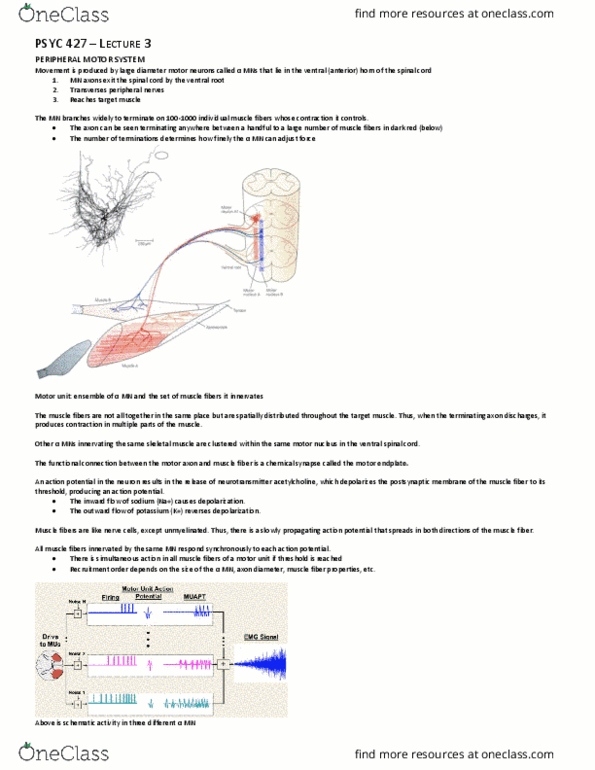 PSYC 427 Lecture Notes - Lecture 3: Alpha Motor Neuron, Extraocular Muscles, Neuromuscular Junction thumbnail