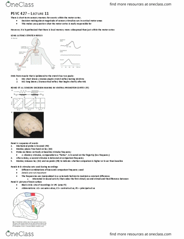 PSYC 427 Lecture Notes - Lecture 11: Premotor Cortex, Prefrontal Cortex, Stretch Reflex thumbnail