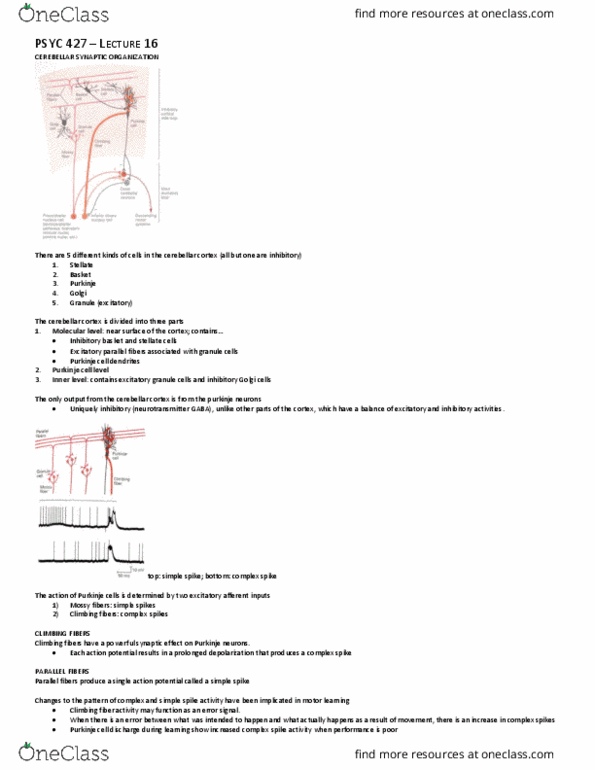 PSYC 427 Lecture Notes - Lecture 16: Purkinje Cell, Climbing Fiber, Granule Cell thumbnail