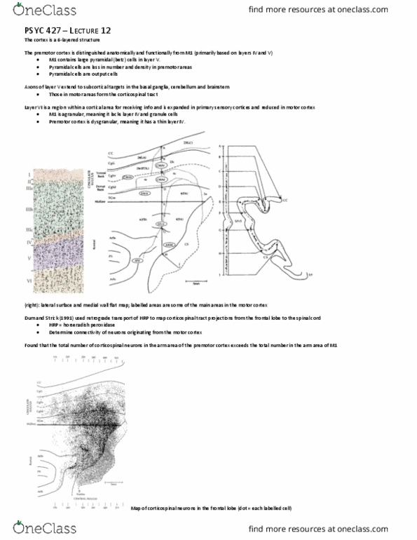 PSYC 427 Lecture Notes - Lecture 12: Horseradish Peroxidase, Premotor Cortex, Frontal Lobe thumbnail