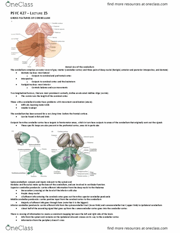 PSYC 427 Lecture Notes - Lecture 15: Fastigial Nucleus, Dentate Nucleus, Pontine Nuclei thumbnail