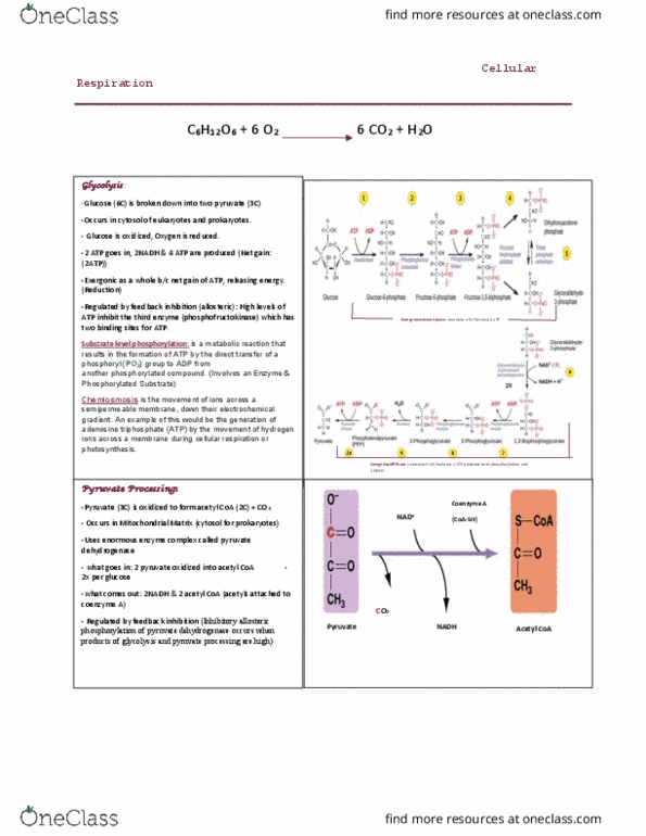 BIO-1801 Lecture Notes - Lecture 9: Pyruvate Dehydrogenase, Acetyl-Coa, Oxidative Phosphorylation thumbnail