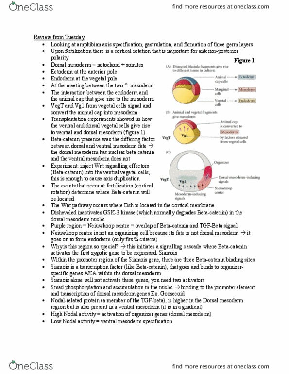BIOL 303 Lecture Notes - Lecture 5: Wnt Signaling Pathway, Polarity In Embryogenesis, Transforming Growth Factor Beta thumbnail