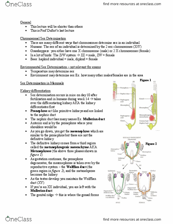 BIOL 303 Lecture Notes - Lecture 12: Pronephros, Gonadal Ridge, Sertoli Cell thumbnail