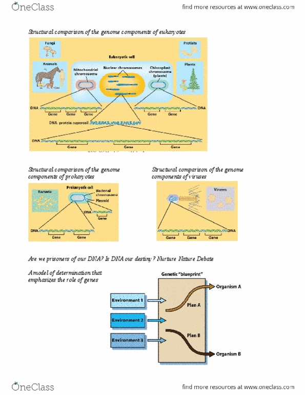 BIOL 205 Lecture Notes - Phenylalanine Hydroxylase, Liver Transplantation, Phenylalanine thumbnail