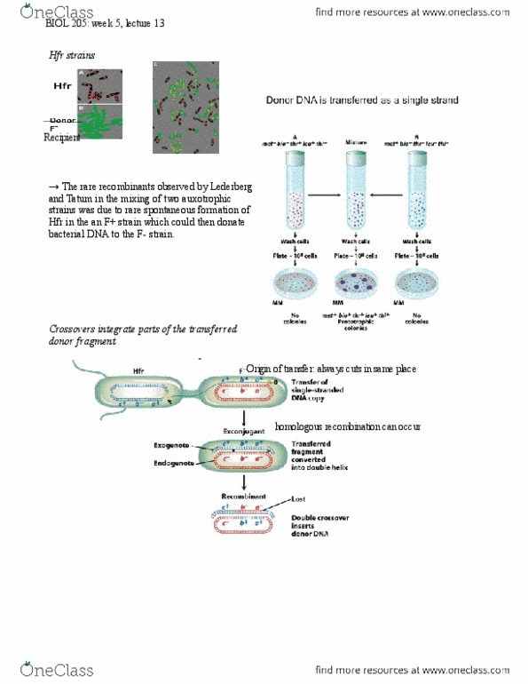BIOL 205 Lecture Notes - Hfr Cell, Karyotype, Transposable Element thumbnail
