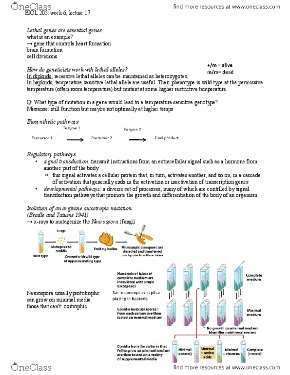 BIOL 205 Lecture Notes - Lethal Allele, Citrulline, Signal Transduction thumbnail