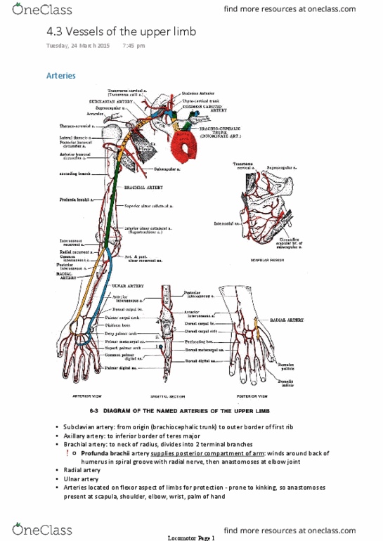 ANAT30007 Lecture Notes - Lecture 12: Brachiocephalic Artery, Subclavian Artery, Ulnar Artery thumbnail