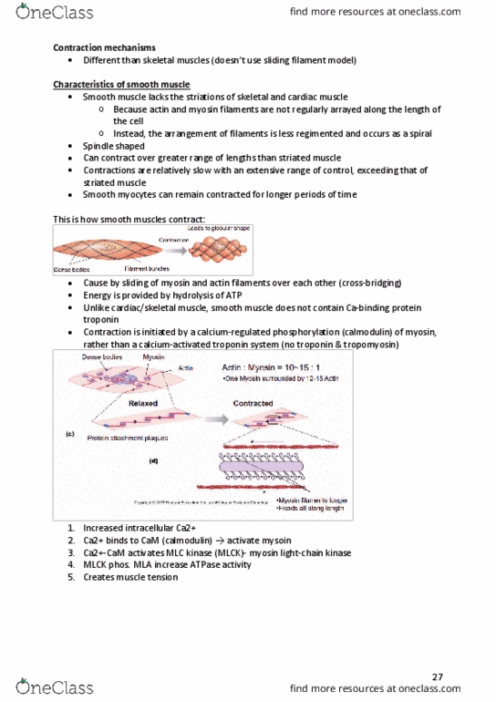 PHSI2005 Lecture Notes - Lecture 13: Sliding Filament Theory, Myosin Light-Chain Kinase, Troponin thumbnail