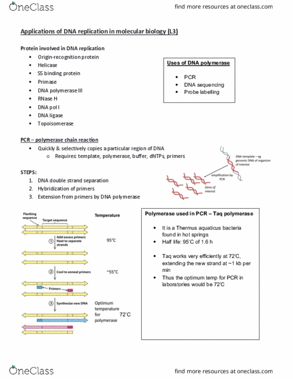 BCMB2901 Lecture Notes - Lecture 3: Thermus Aquaticus, Dna Polymerase Iii Holoenzyme, Ribonuclease H thumbnail