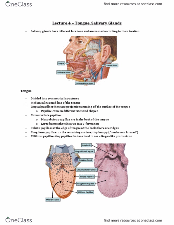 Anatomy and Cell Biology 3309 Lecture Notes - Lecture 4: Lingual Papilla, Dermis, Lamina Propria thumbnail