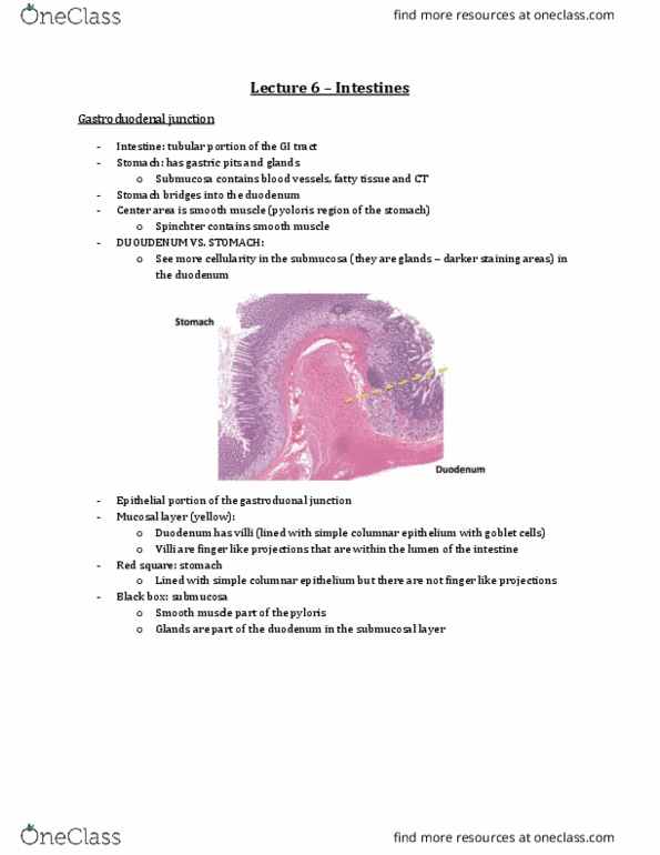 Anatomy and Cell Biology 3309 Lecture Notes - Lecture 6: Simple Columnar Epithelium, Lamina Propria, Intestinal Epithelium thumbnail