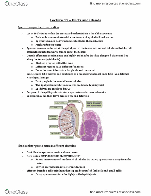Anatomy and Cell Biology 3309 Lecture Notes - Lecture 17: Efferent Ducts, Seminiferous Tubule, Vas Deferens thumbnail