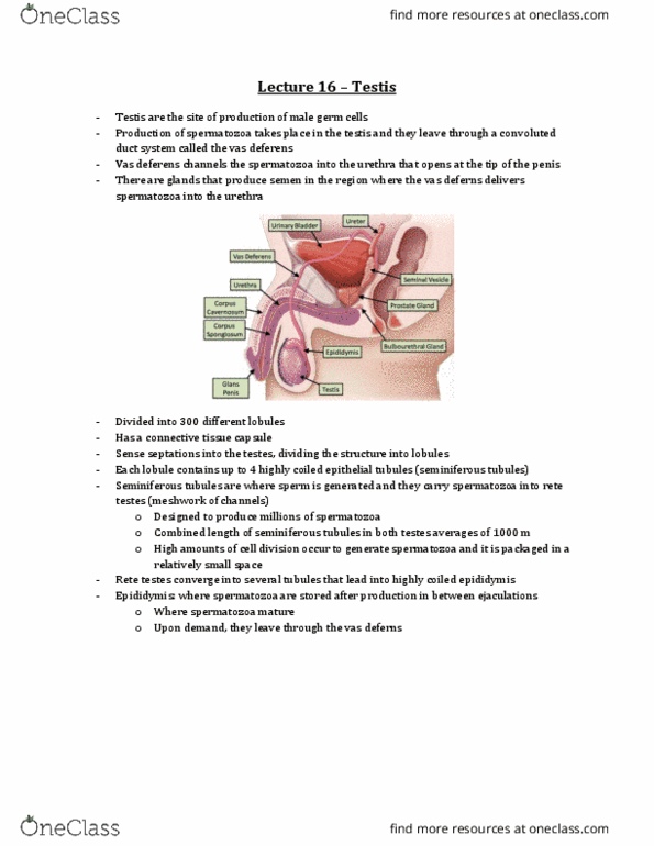 Anatomy and Cell Biology 3309 Lecture Notes - Lecture 16: Seminiferous Tubule, Vas Deferens, Epididymis thumbnail