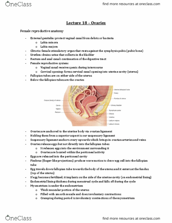 Anatomy and Cell Biology 3309 Lecture Notes - Lecture 18: Suspensory Ligament, Ovarian Ligament, Fallopian Tube thumbnail