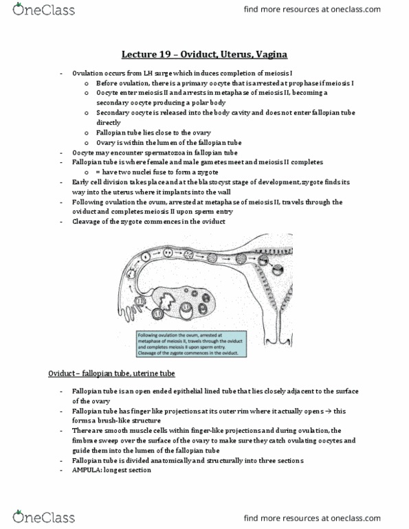Anatomy and Cell Biology 3309 Lecture Notes - Lecture 19: Fallopian Tube, Oviduct, Meiosis thumbnail