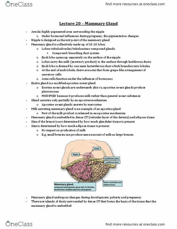 Anatomy and Cell Biology 3309 Lecture Notes - Lecture 20: Apocrine Sweat Gland, Lactiferous Duct, Eccrine Sweat Gland thumbnail