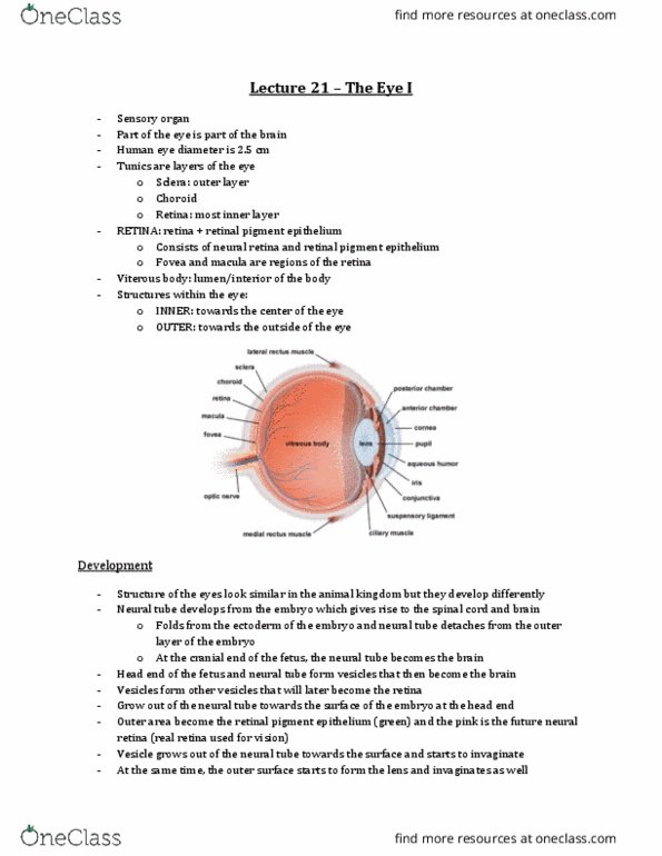 Anatomy and Cell Biology 3309 Lecture Notes - Lecture 21: Retinal Pigment Epithelium, Neural Tube, Retina thumbnail