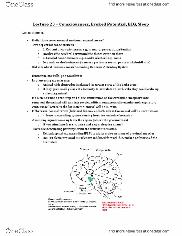 Physiology 3120 Lecture Notes - Lecture 23: Locus Coeruleus, Alpha Motor Neuron, Resting Potential thumbnail
