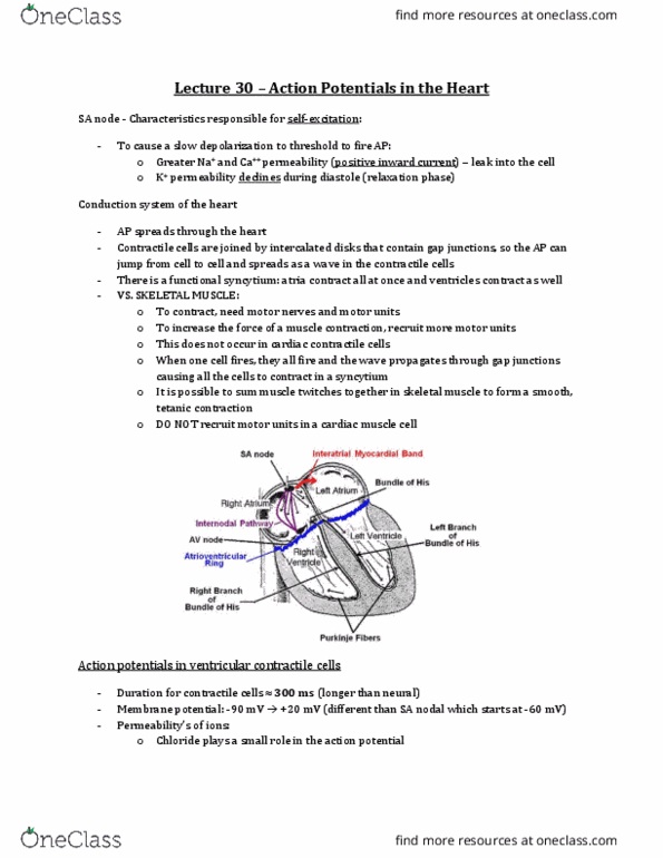 Physiology 3120 Lecture Notes - Lecture 30: Intercalated Disc, Cardiac Muscle Cell, Tetanic Contraction thumbnail