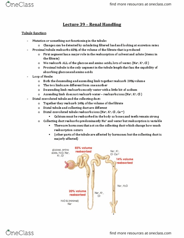Physiology 3120 Lecture Notes - Lecture 39: Distal Convoluted Tubule, Renal Glucose Reabsorption, Peritubular Capillaries thumbnail
