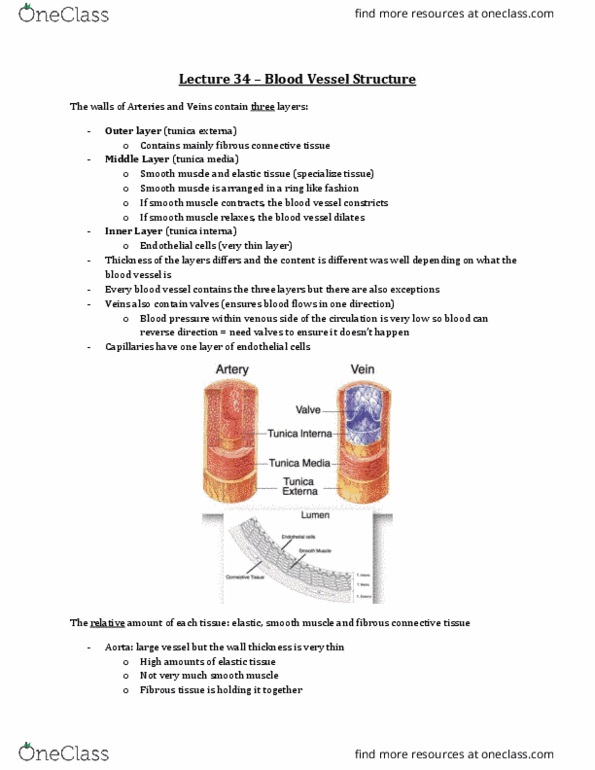 Physiology 3120 Lecture Notes - Lecture 34: Theca Interna, Vascular Smooth Muscle, Tunica Externa thumbnail